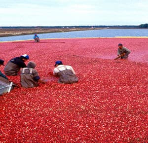 Gavin P. Smith - Operations Design Analysis: National Cranberry