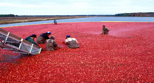 Gavin P. Smith - Operations Design Analysis: National Cranberry