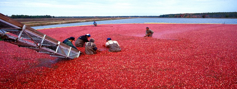 Operations Design Analysis: National Cranberry